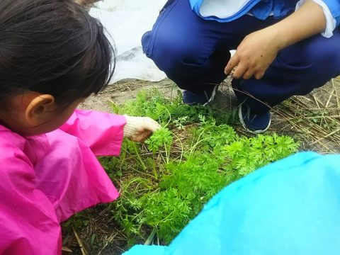 【10/19】山林踏破！と「みやま小かぶ」の収穫など♫